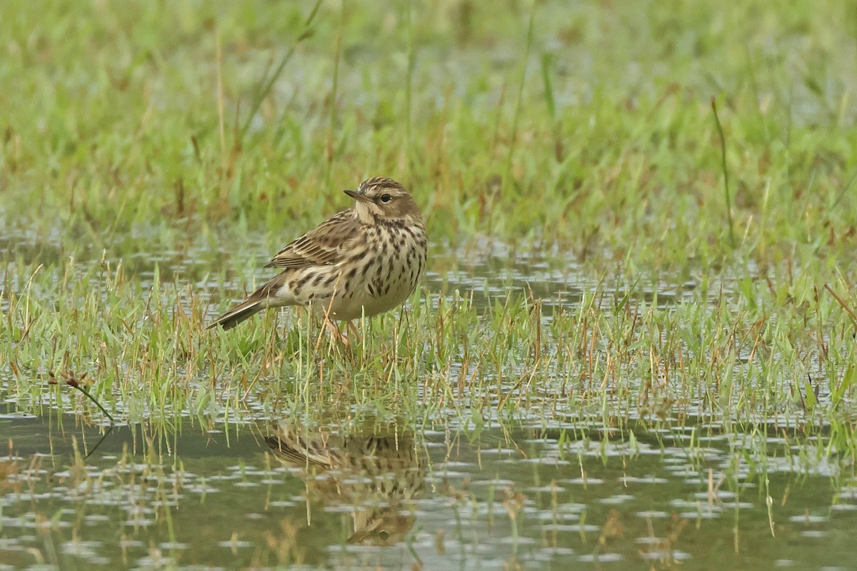 Щеврик червоногрудий - ML645641614