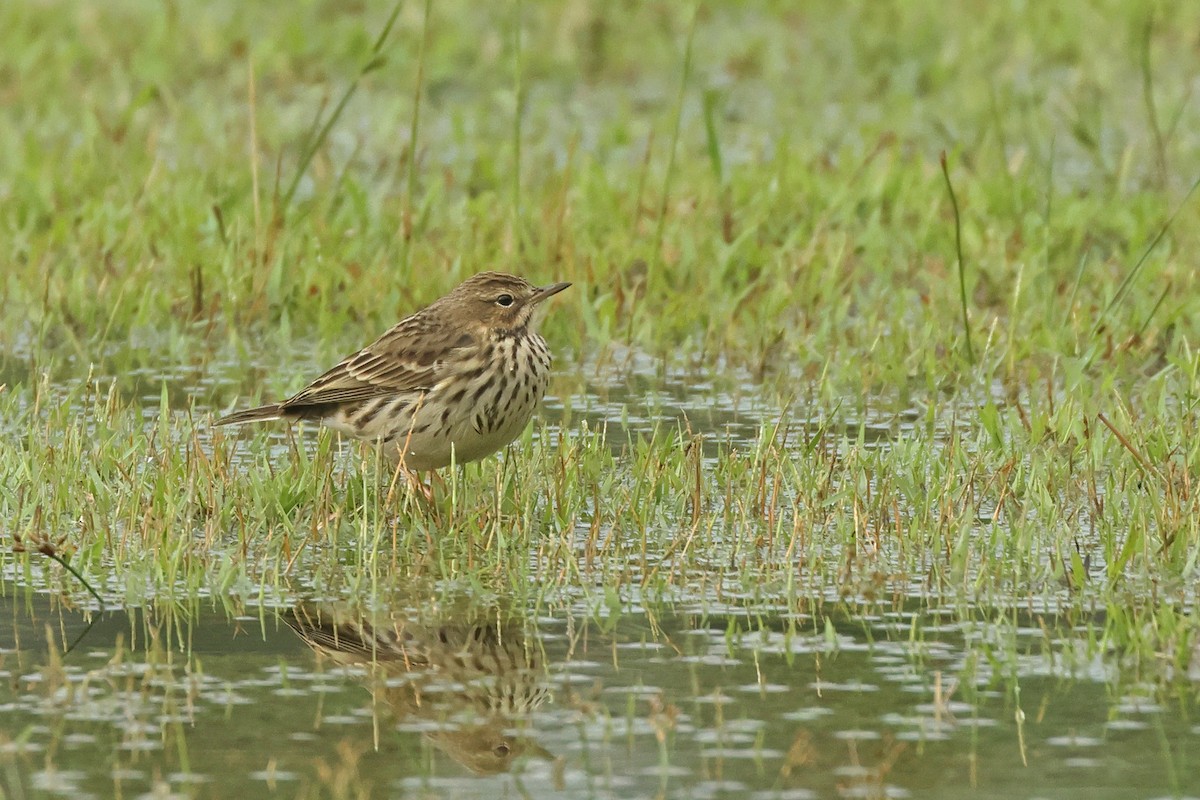 Щеврик червоногрудий - ML645641615