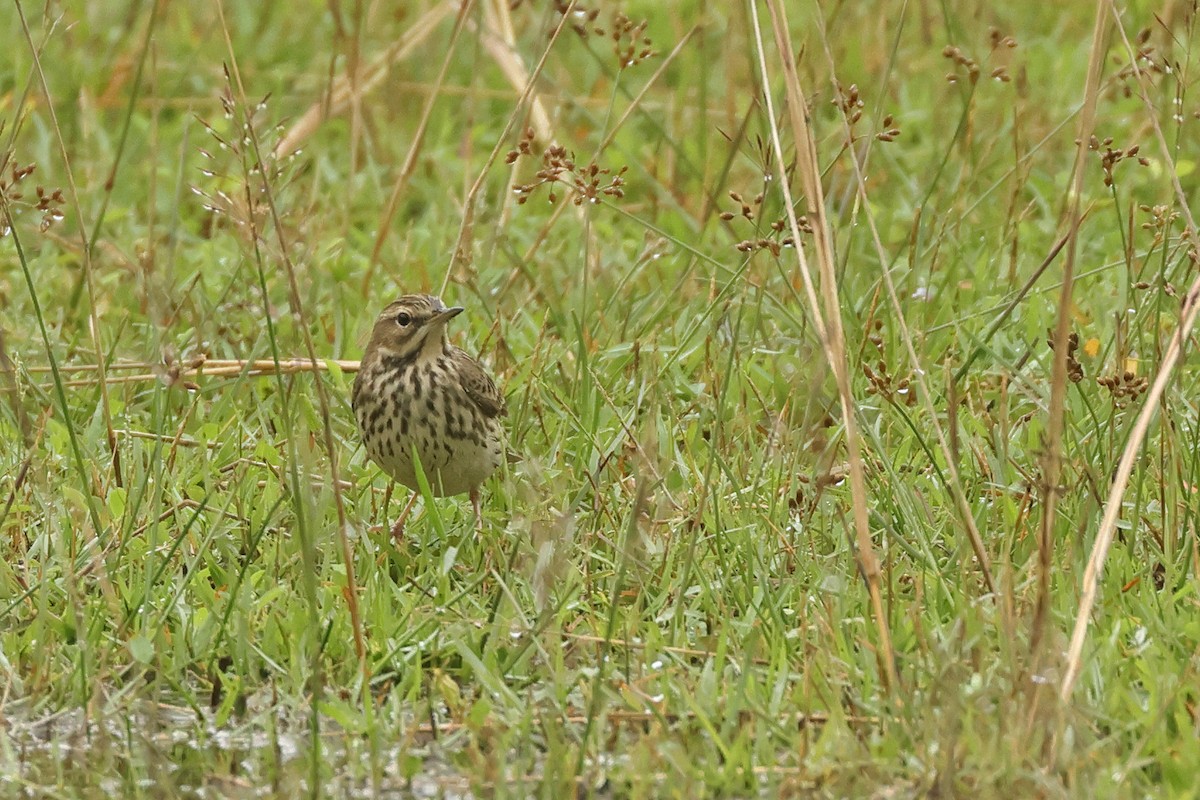 Щеврик червоногрудий - ML645641616