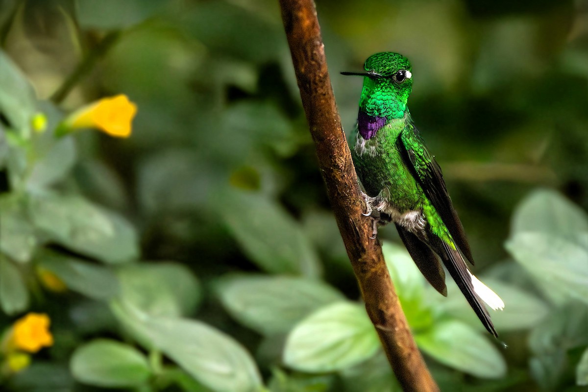 Колібрі-зіркохвіст фіолетововолий - ML645641617