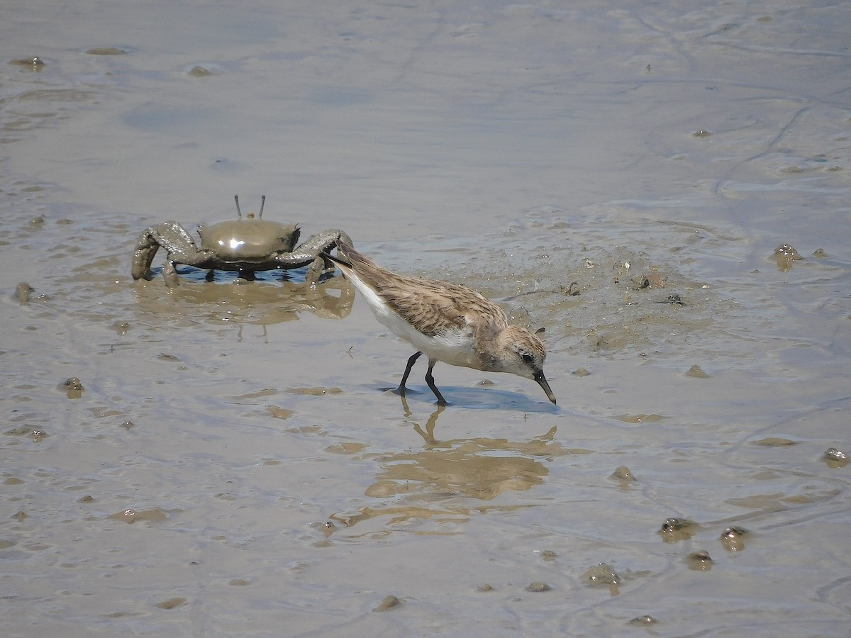 Red-necked Stint - ML645641620
