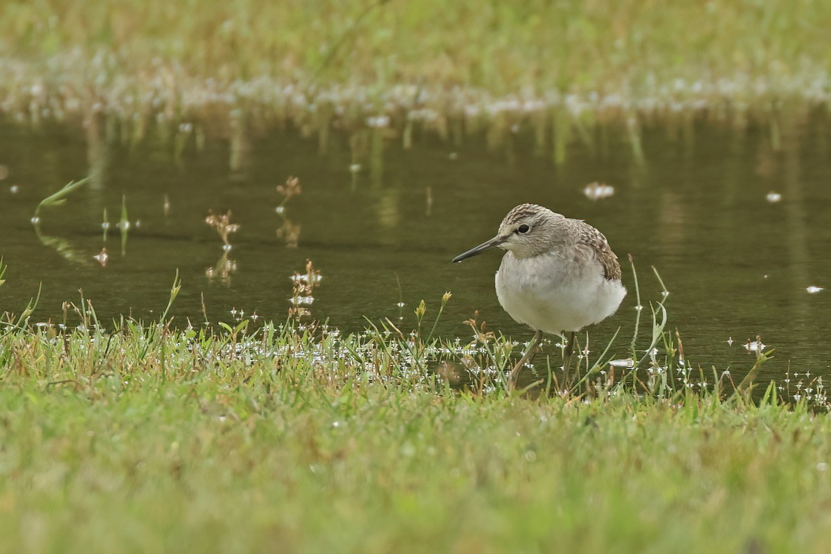 vodouš bahenní - ML645641623
