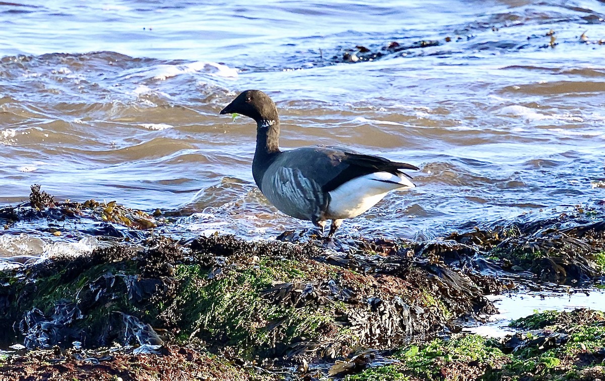 Brant (Dark-bellied) - ML645641629