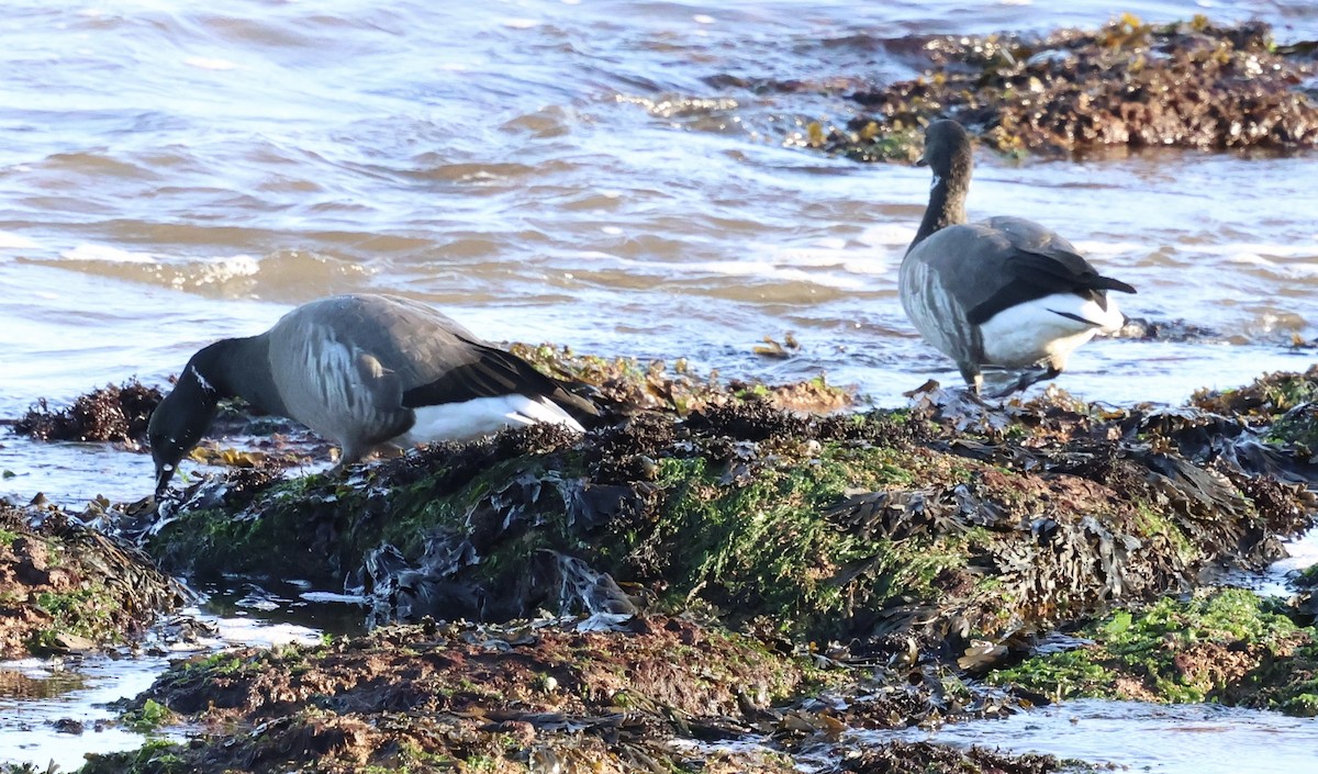Brant (Dark-bellied) - ML645641630