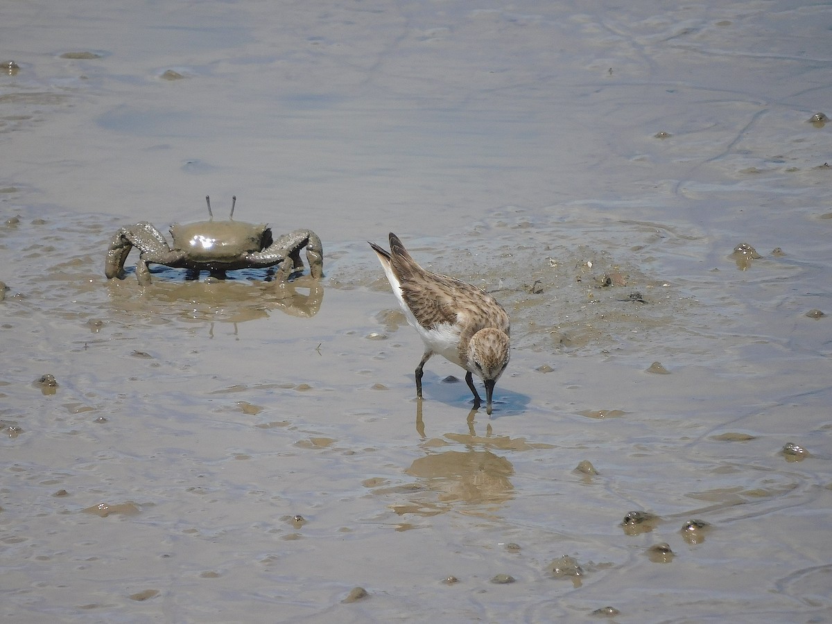Red-necked Stint - ML645641631