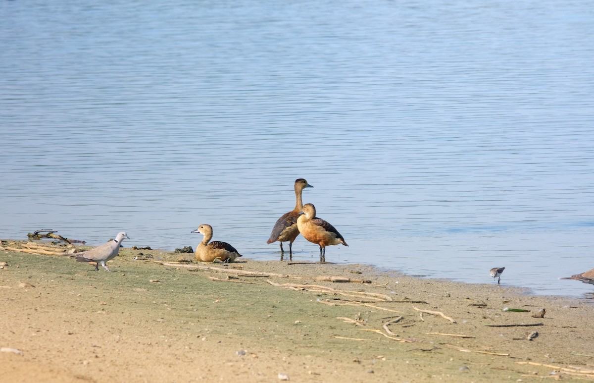 Lesser Whistling-Duck - ML645641633