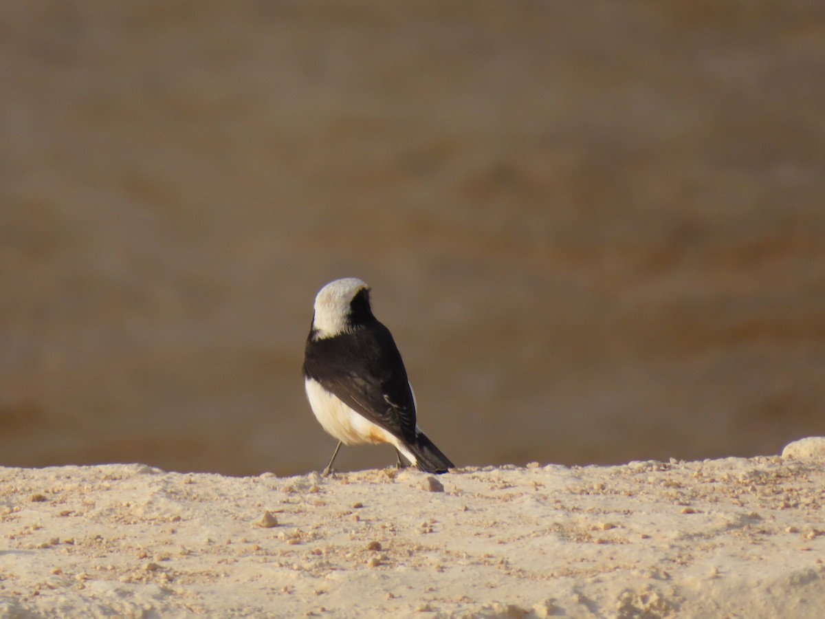 Mourning Wheatear - ML645641634