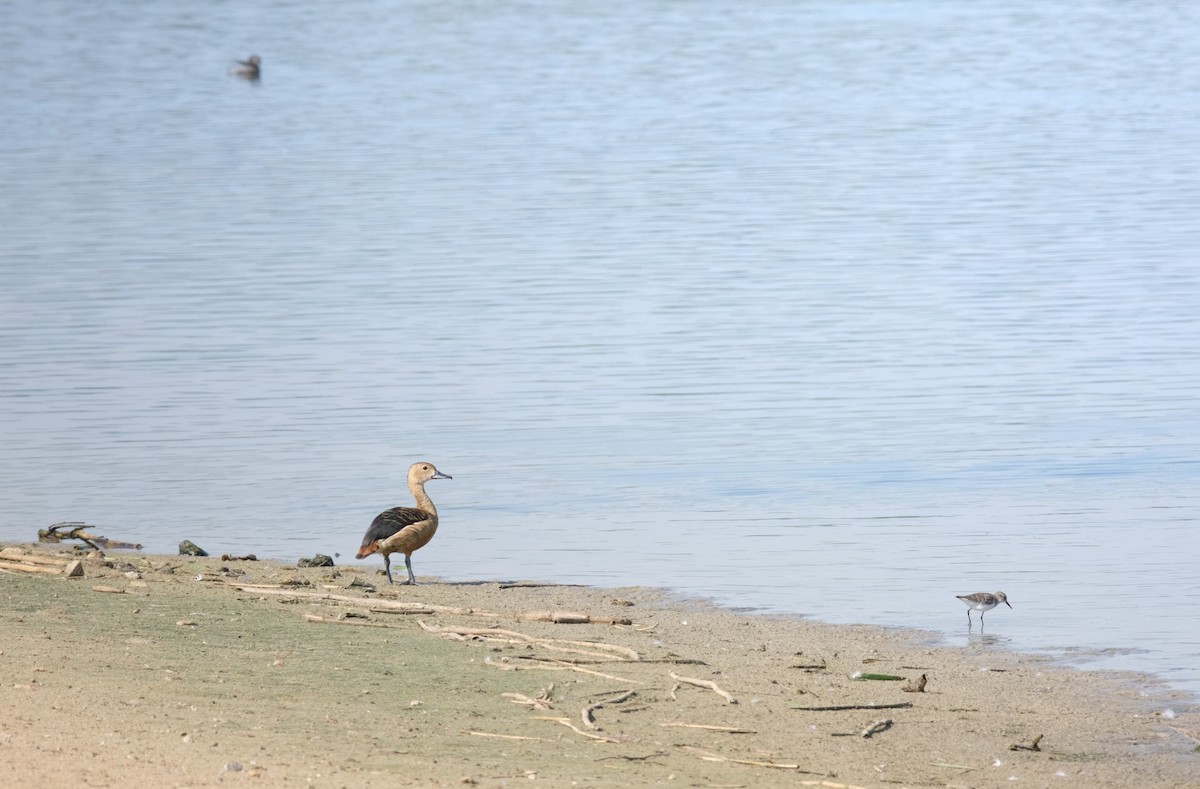 Lesser Whistling-Duck - ML645641636