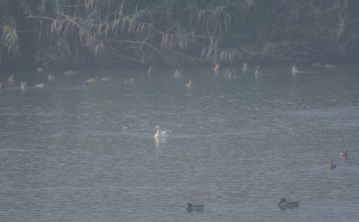 אווז אפור (מבוית) - ML645641638