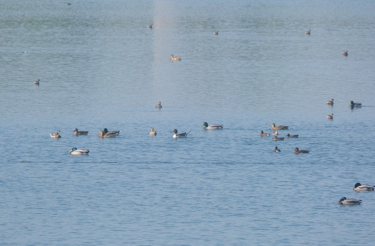 Northern Pintail - ML645641642