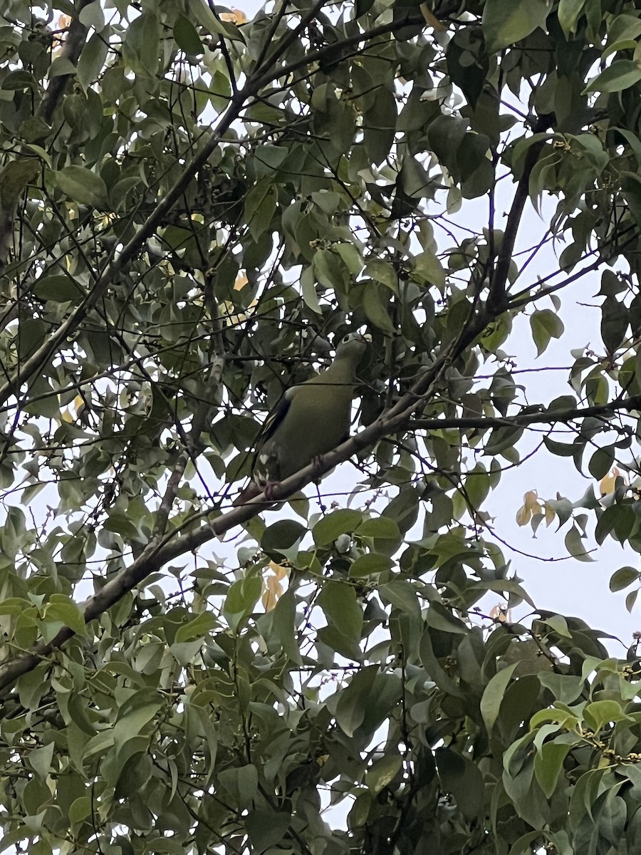 Kalın Gagalı Yeşil Güvercin - ML645641643