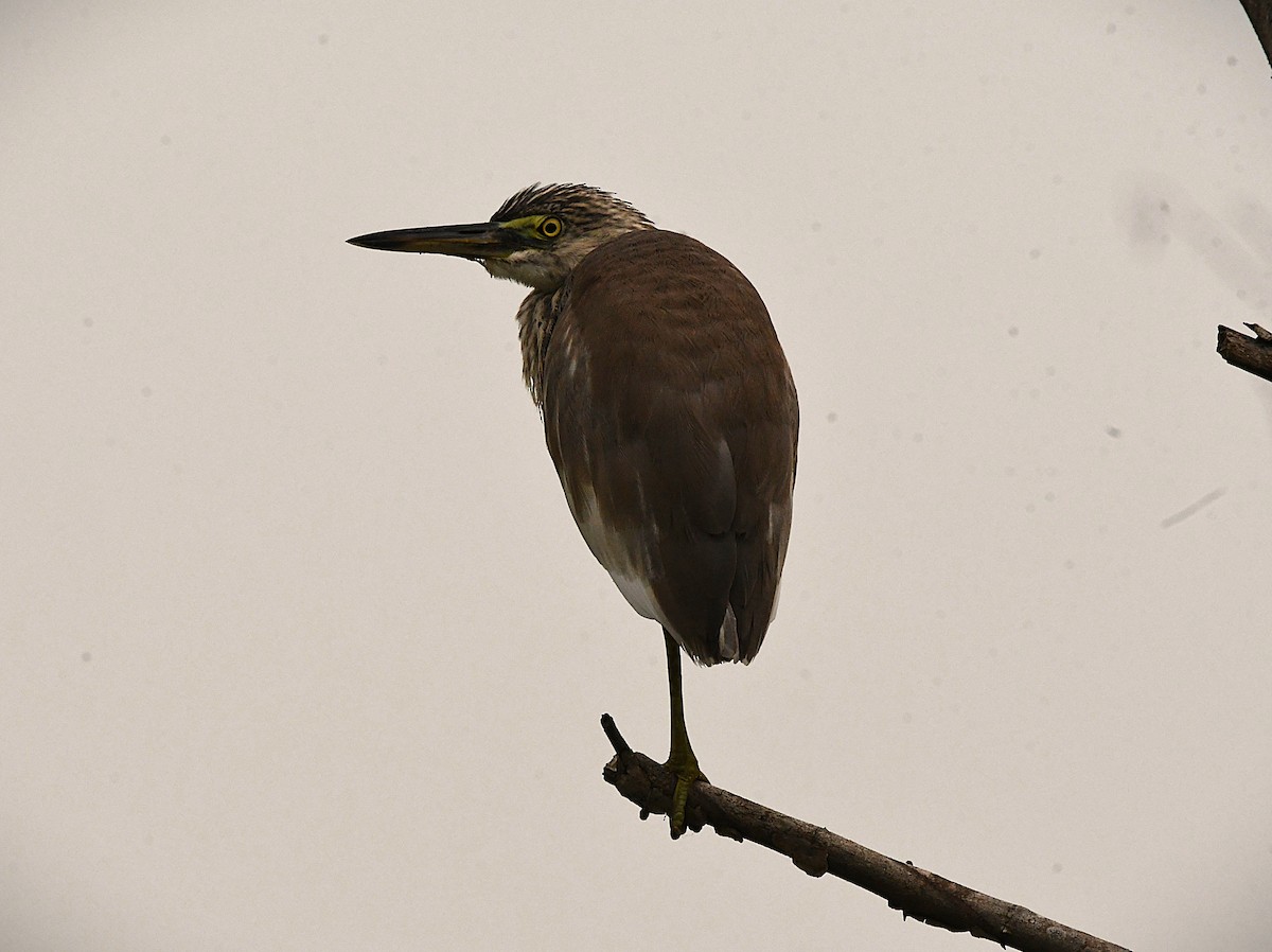 Indian Pond-Heron - ML645641644