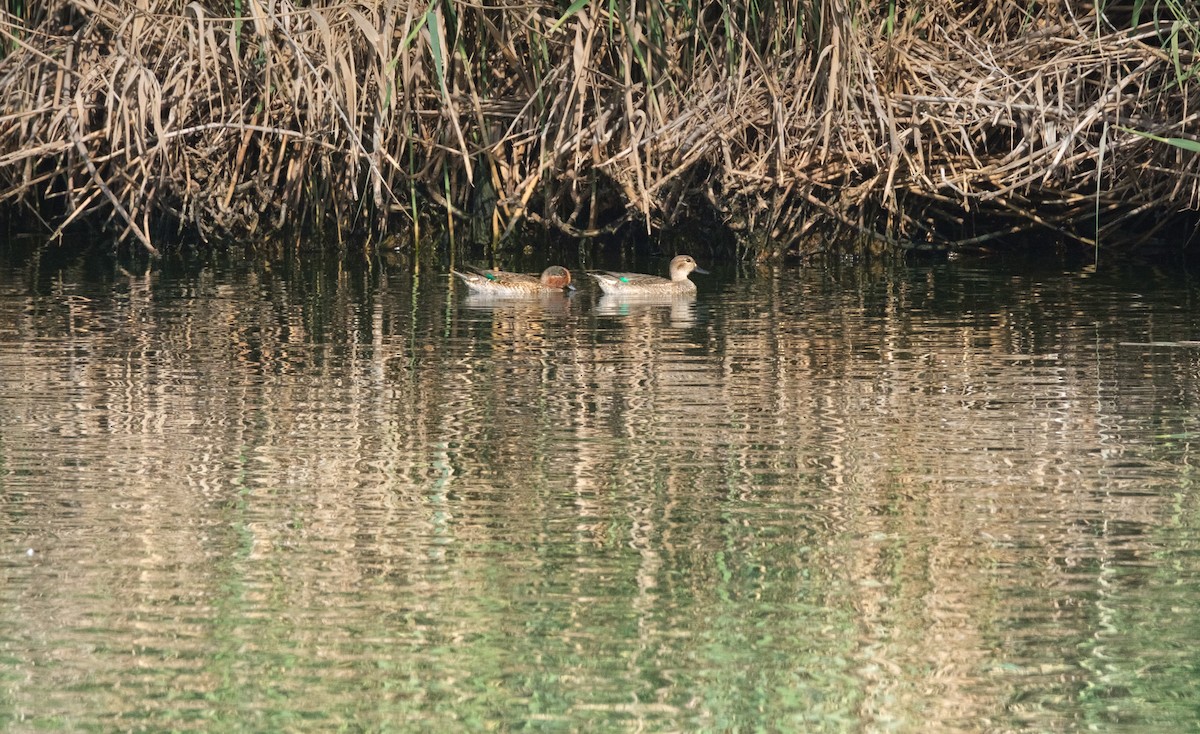 Green-winged Teal - ML645641645