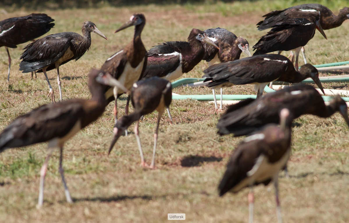 Abdim's Stork - ML645641646