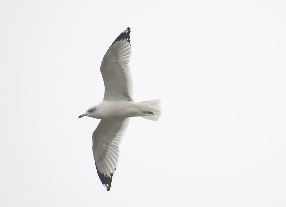 Goéland à bec cerclé - ML645641647