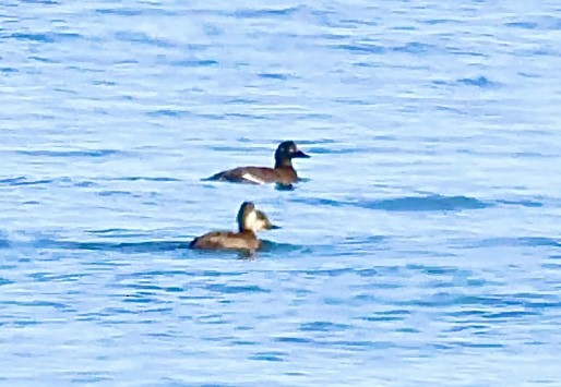 Velvet Scoter - ML645641649