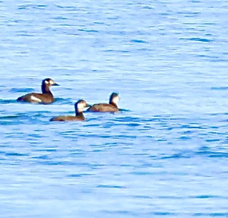 Velvet Scoter - ML645641650