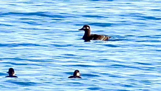 Velvet Scoter - ML645641651