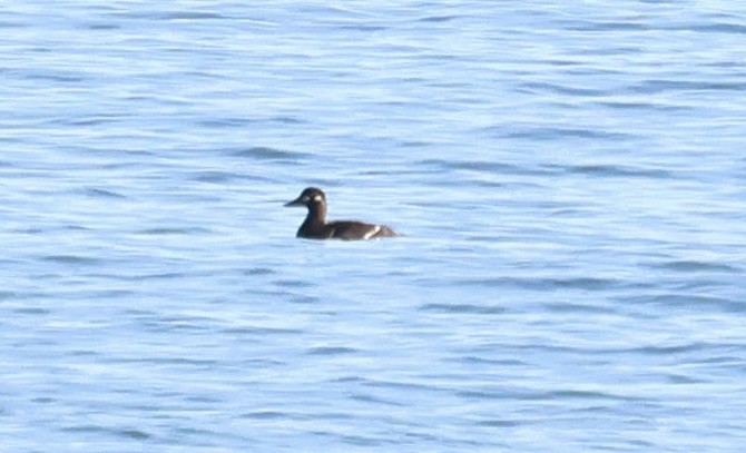 Velvet Scoter - ML645641652
