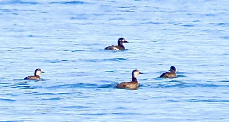 Velvet Scoter - ML645641653