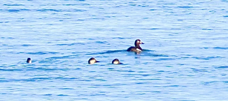 Velvet Scoter - ML645641654