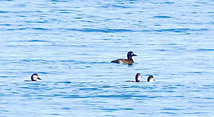 Velvet Scoter - ML645641655
