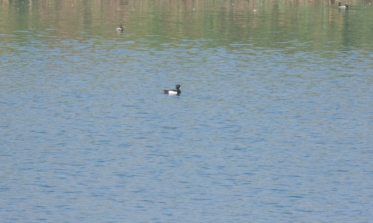 Fuligule morillon - ML645641656