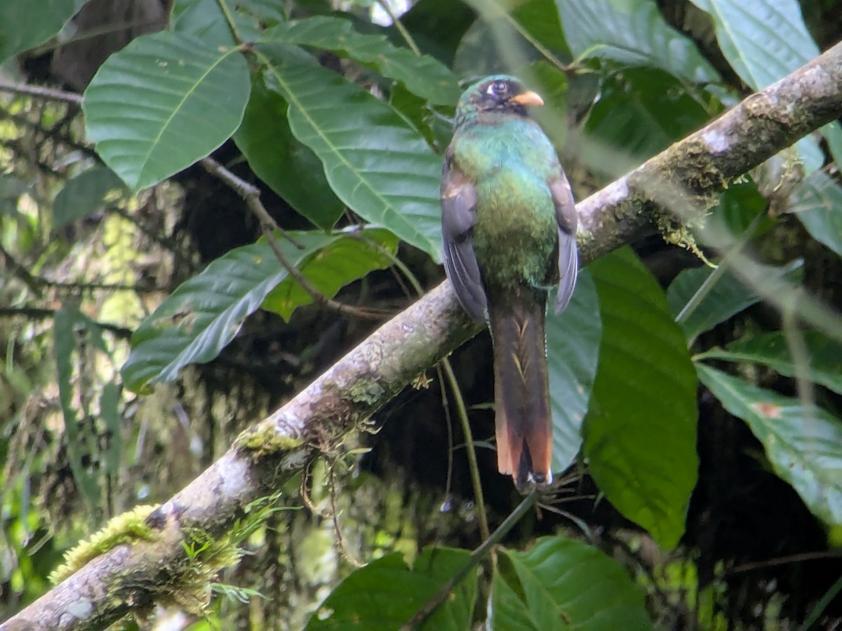 Trogon rosalba - ML645641657