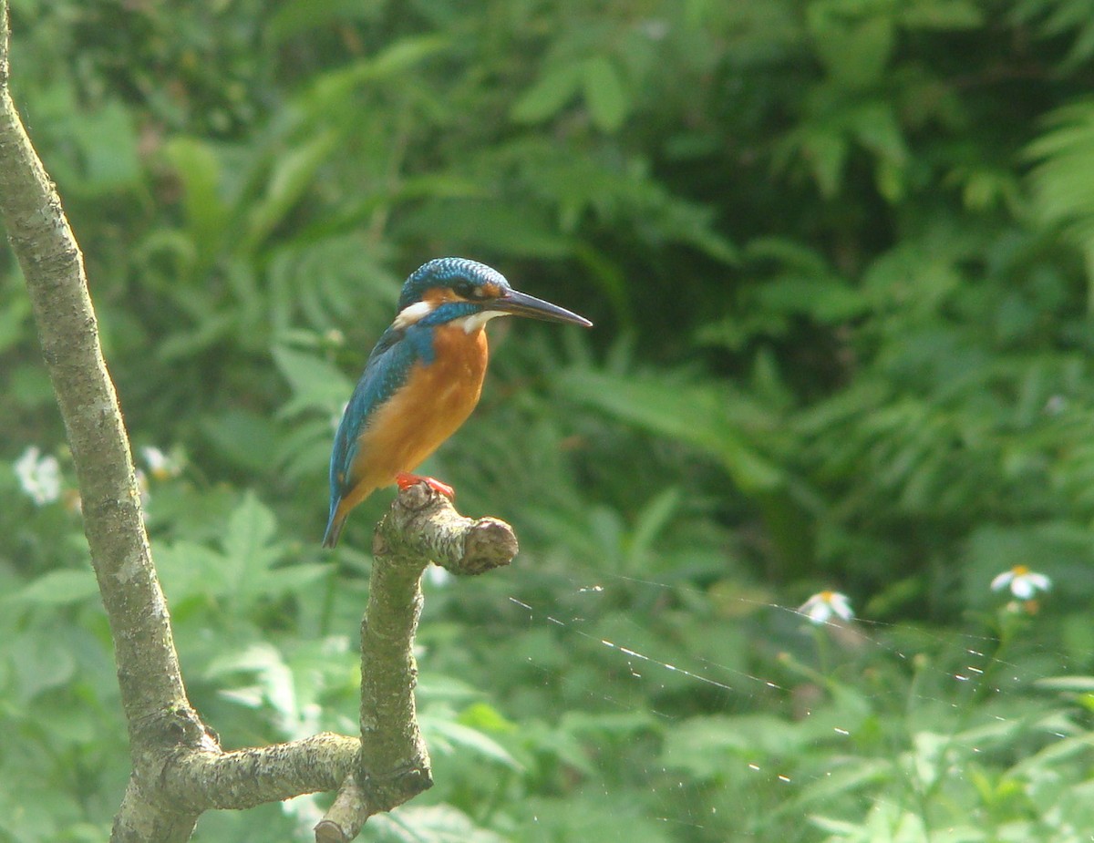 Martin-pêcheur d'Europe - ML645641658