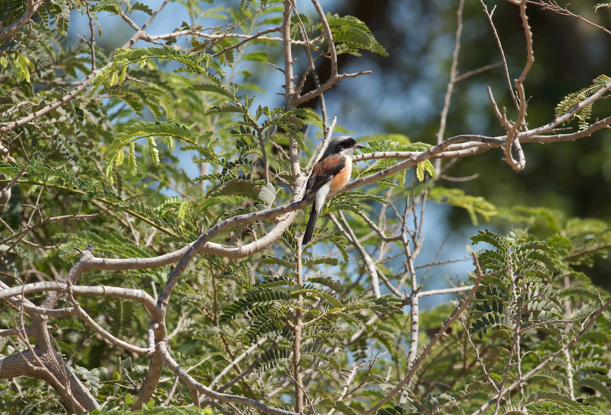 Pie-grièche à bandeau - ML645641659