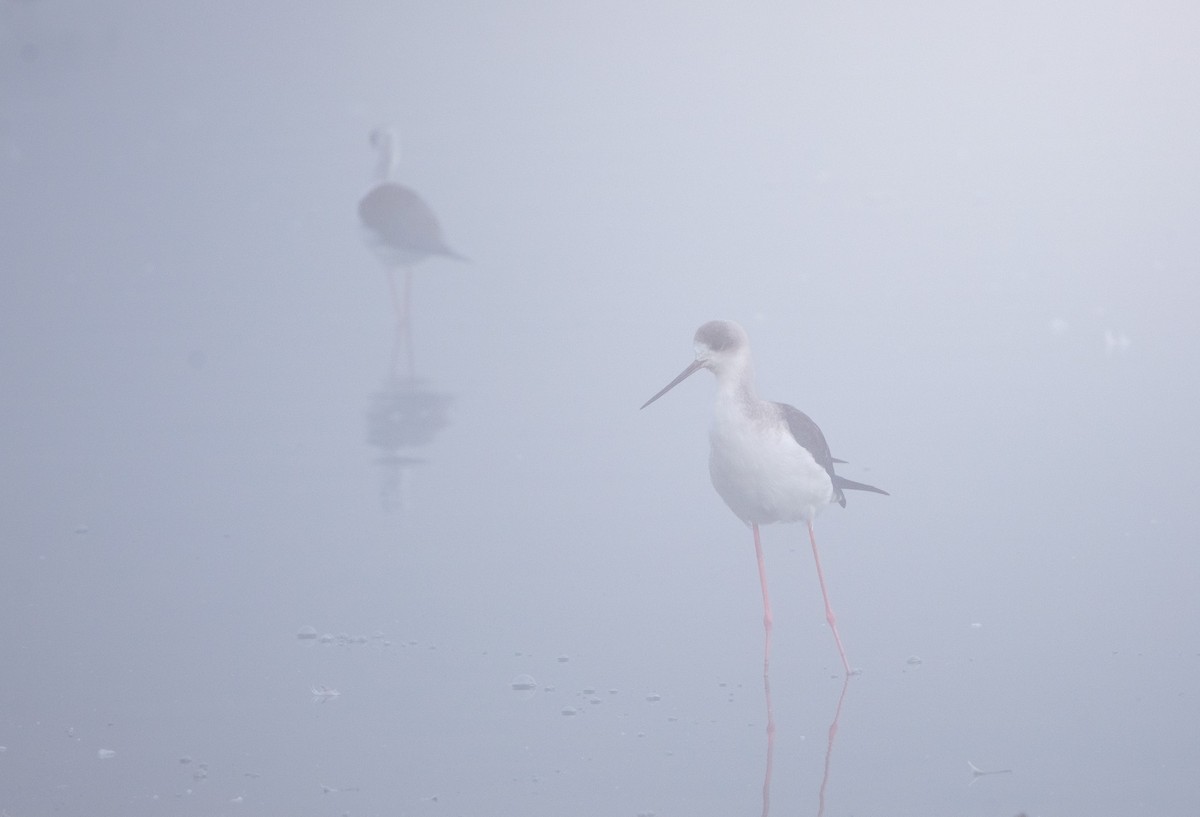 Échasse blanche - ML645641660