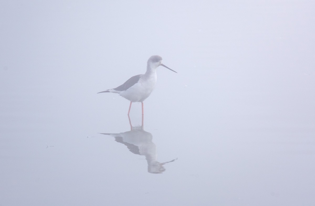 Échasse blanche - ML645641661