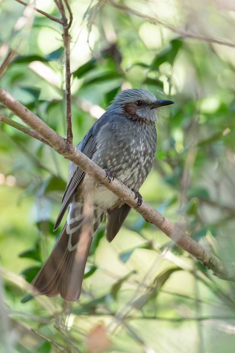 ヒヨドリ - ML645641662