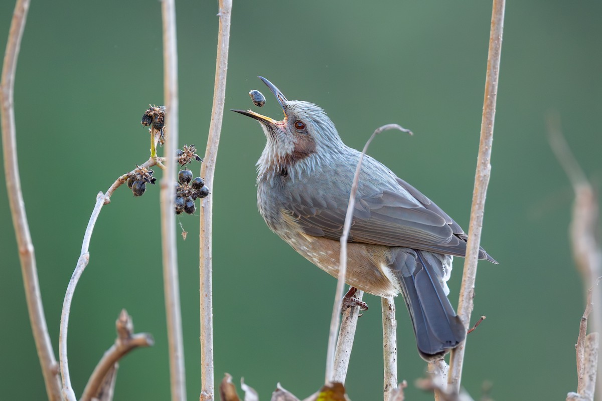 ヒヨドリ - ML645641663