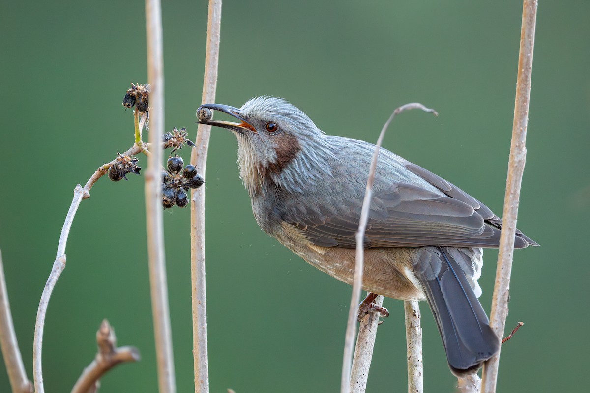 Brown-eared Bulbul - ML645641664