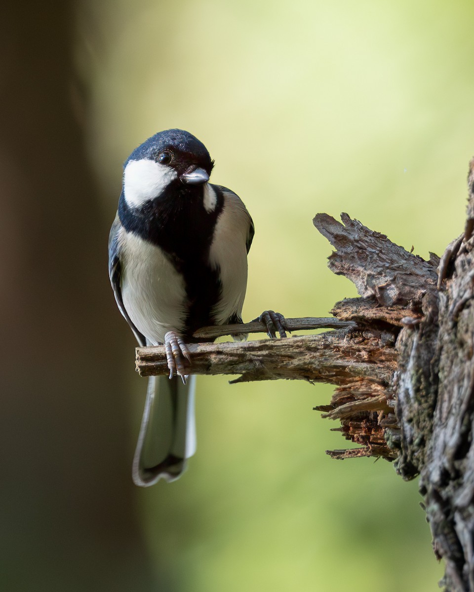 Mésange d'Asie - ML645641665