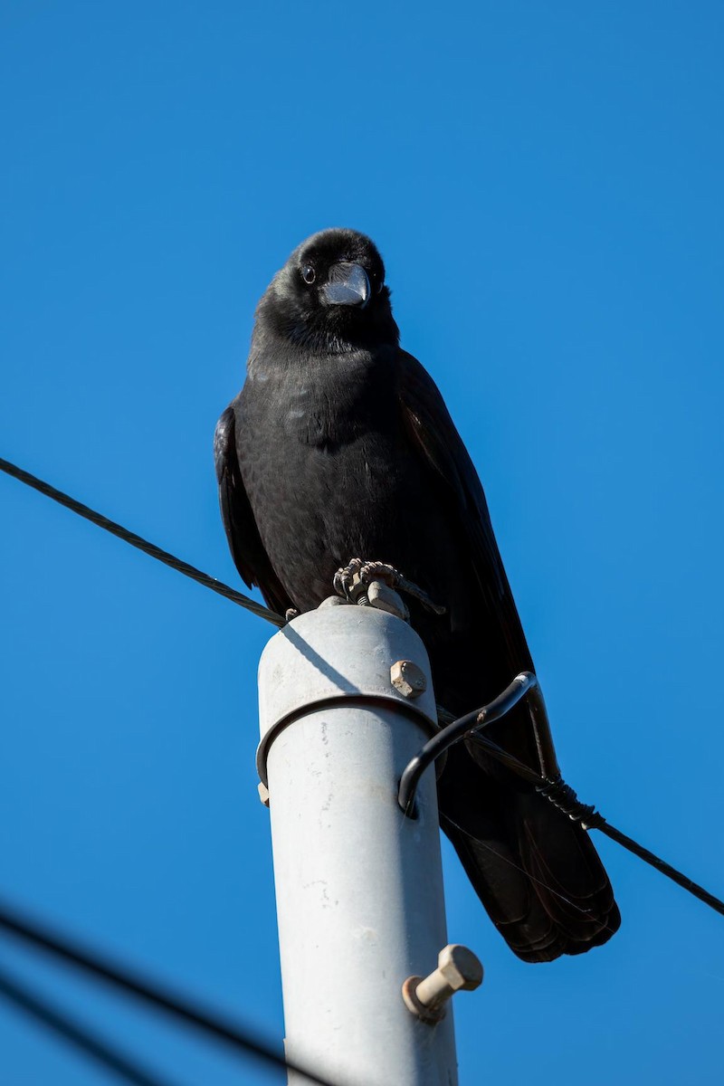 Corbeau à gros bec - ML645641666
