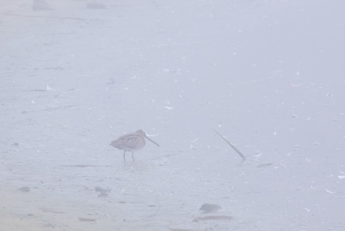 Bécassine des marais - ML645641667