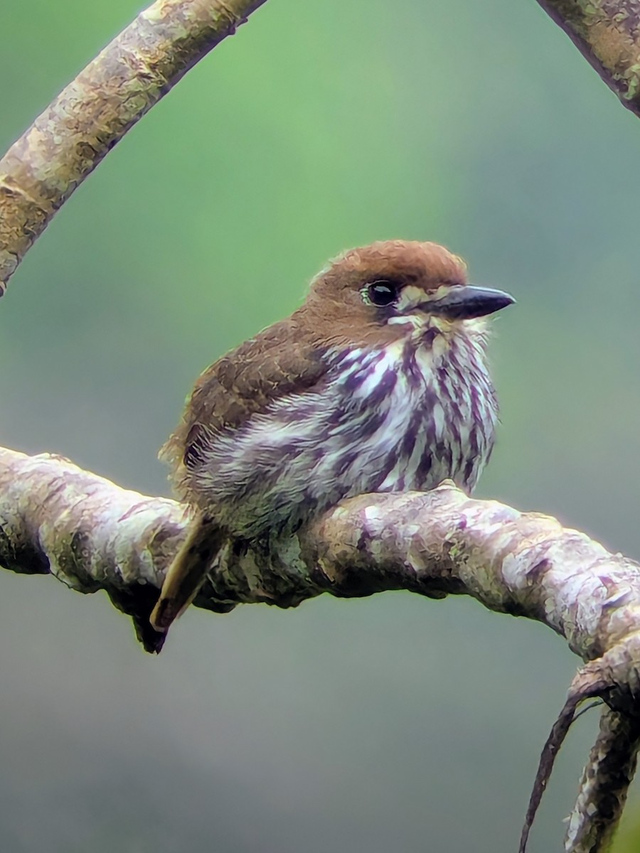 Barbacou lancéolé - ML645641669