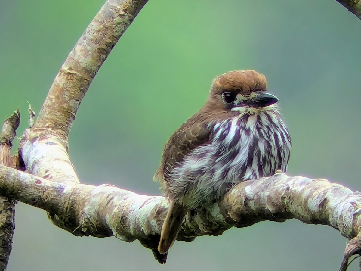 Barbacou lancéolé - ML645641670