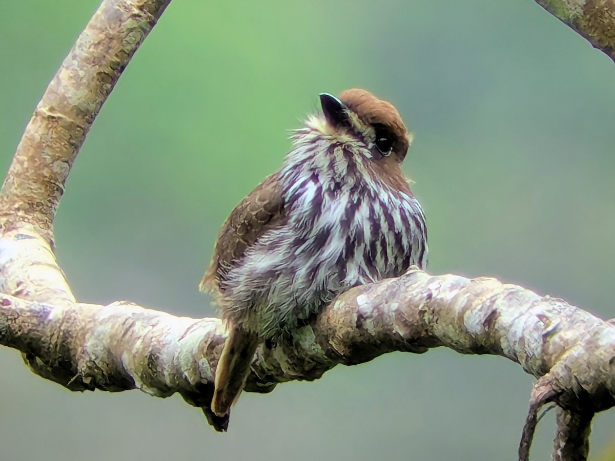 Barbacou lancéolé - ML645641671