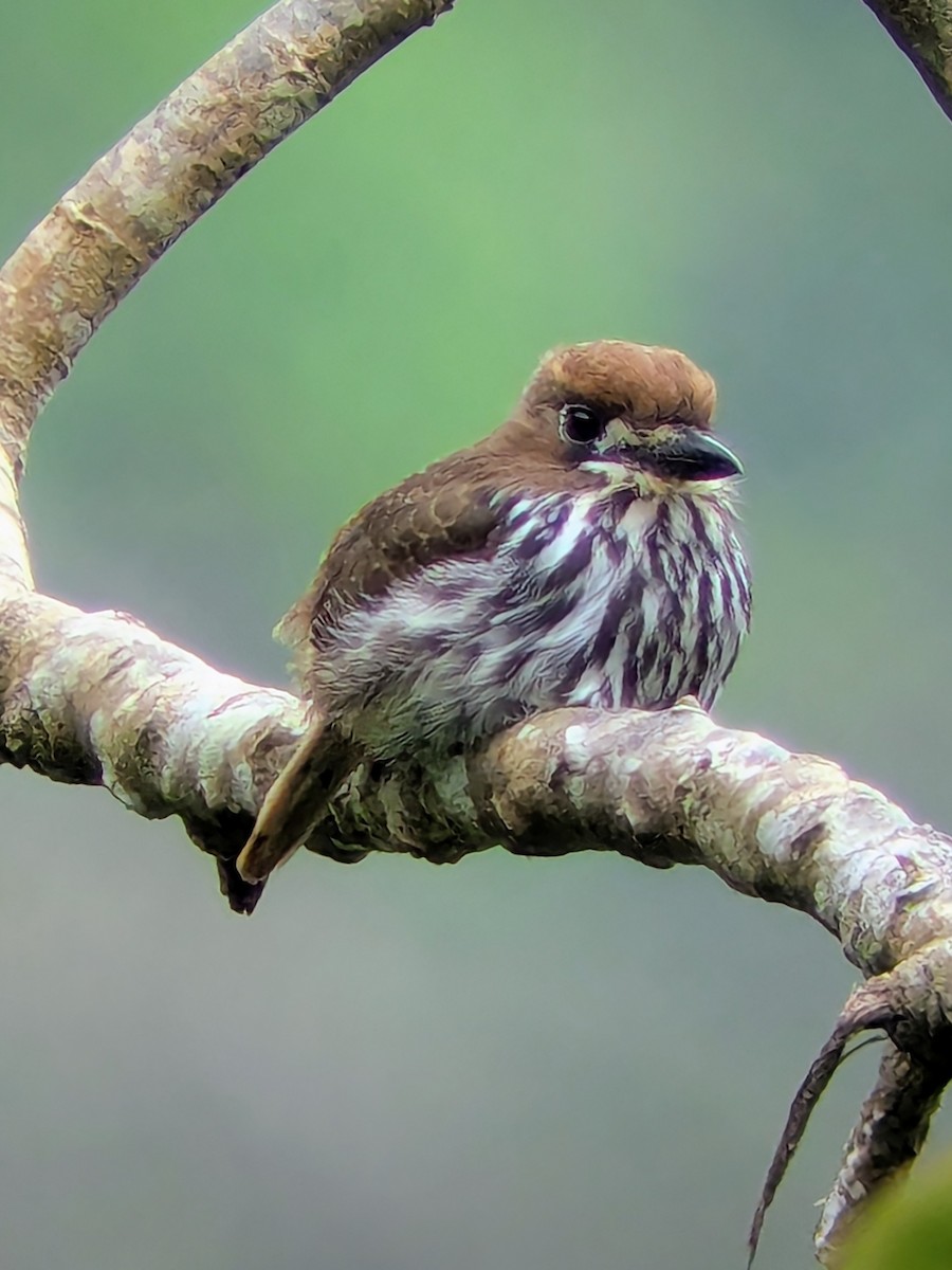 Barbacou lancéolé - ML645641672