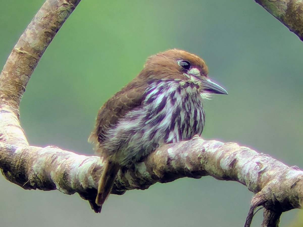 Barbacou lancéolé - ML645641673