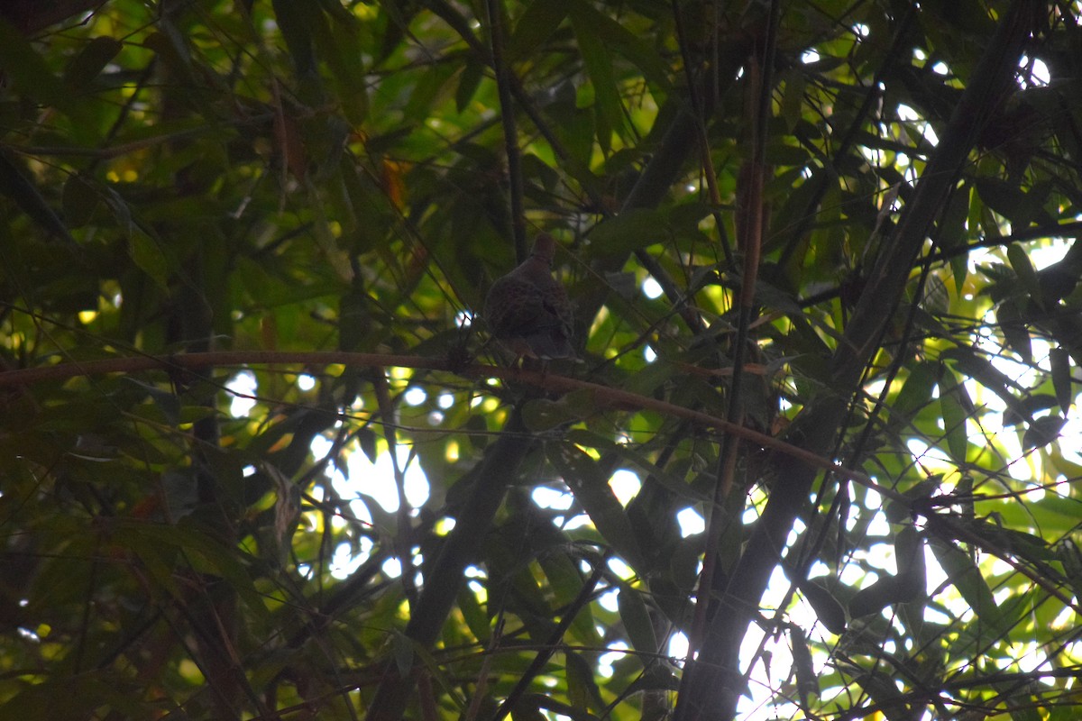 Tourterelle orientale - ML645641674