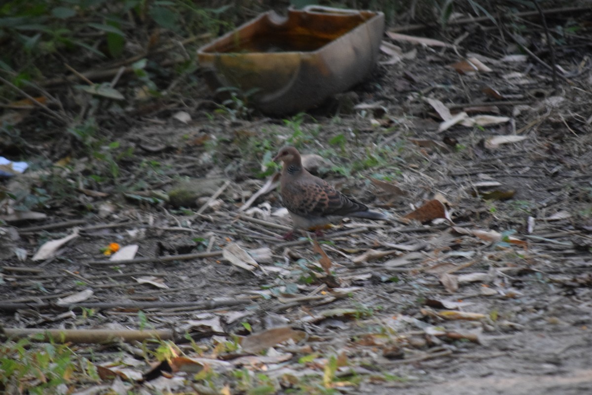 Tourterelle orientale - ML645641675