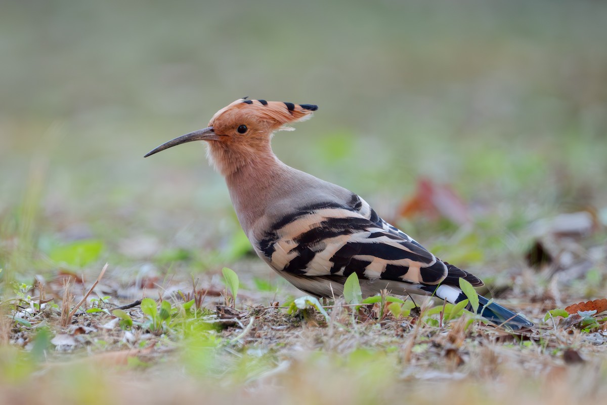 ヤツガシラ - ML645641676