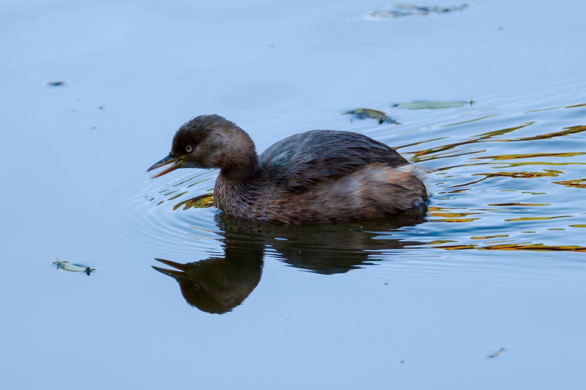 Txilinporta txikia - ML645641677