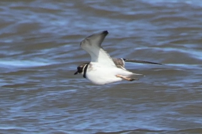 Pluvier grand-gravelot - ML645641678