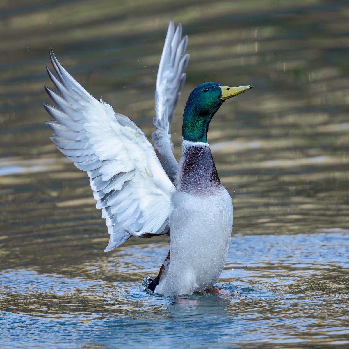 マガモ - ML645641679