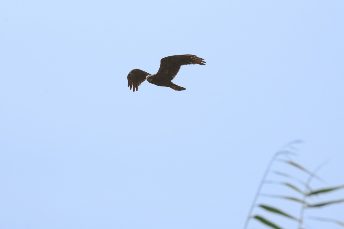 Busard des roseaux - ML645641680